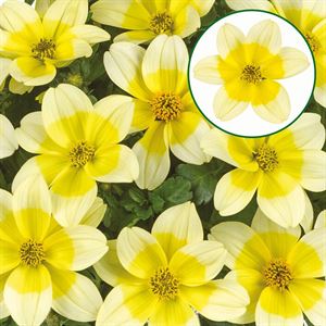Bild von Bidens P12 Blazing yellow splash